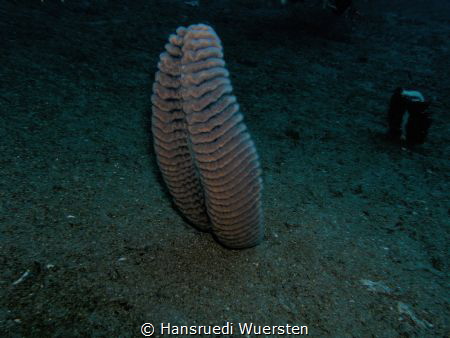Sea pen by Hansruedi Wuersten 