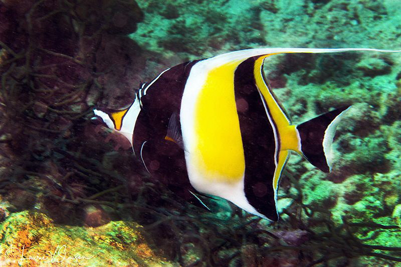 Moorish Idol/Photographed with a Canon 60 mm macro lens a... by Laurie Slawson 