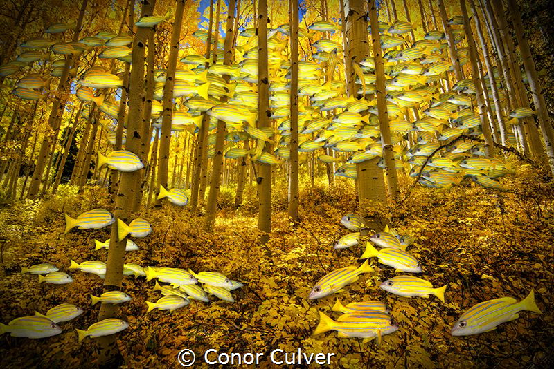 "Snapper Fall" part of my Underwater Surrealism body of w... by Conor Culver 