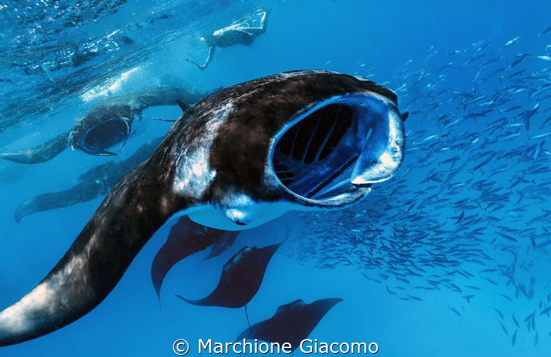 Hanifaru bay and the mantas ray by Marchione Giacomo 