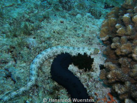 Snowflake Moray Eel- Echidna nebulosa by Hansruedi Wuersten 