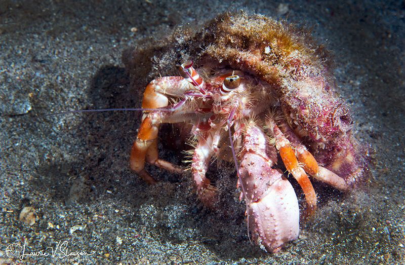 Hermit Crab/Photographed with a 60 mm macro lens at Anila... by Laurie Slawson 