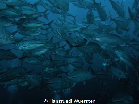 Jacks on Apo Island by Hansruedi Wuersten 
