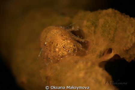 Cryptic Sponge Shrimp (Gelastocaris paronae) by Oksana Maksymova 