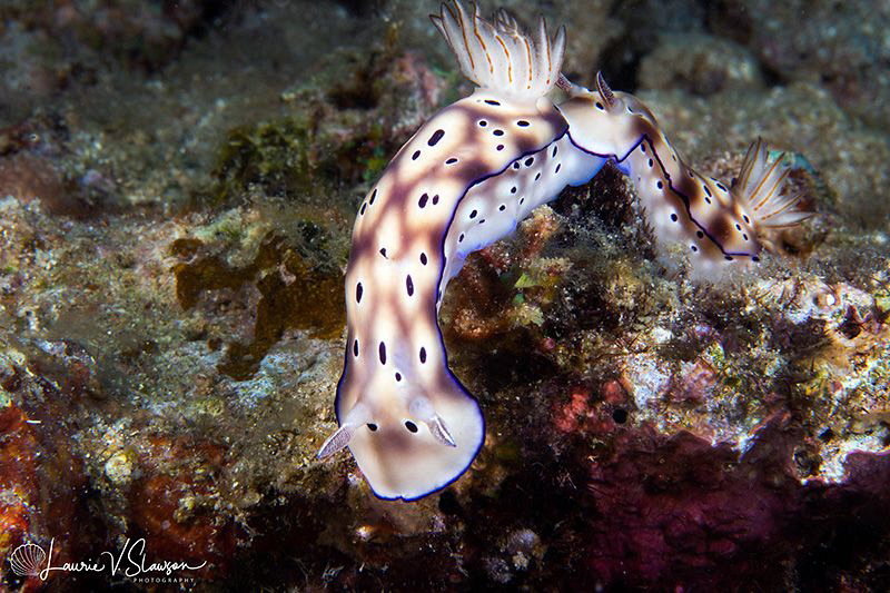 Yellow Goby/Photographed with a Canon 60 mm macro lens at... by Laurie Slawson 