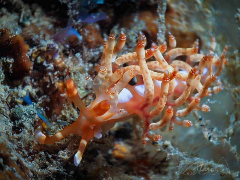 nudibranche by Marc Van Den Broeck 