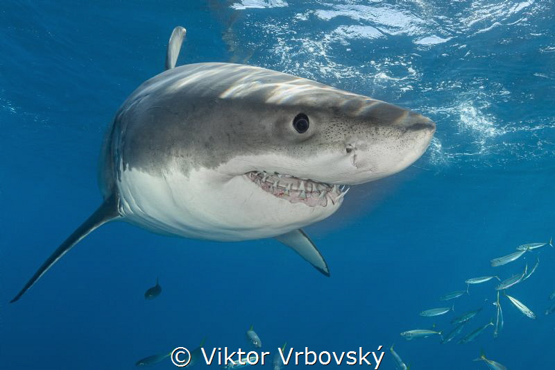 GWS, Guadalupe, Mexico by Viktor Vrbovský 