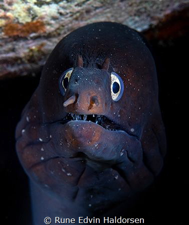 Moray eel by Rune Edvin Haldorsen 