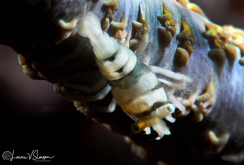 Whip Coral Shrimp/Photographed with a Canon 60 mm macro l... by Laurie Slawson 