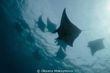 Manta rays, passing in surface. by Oksana Maksymova 