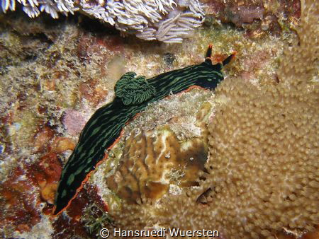Nudibranch - Nembrotha kubaryana by Hansruedi Wuersten 