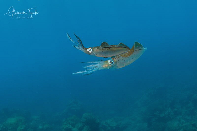 Squids in Love, Veracruz México by Alejandro Topete 
