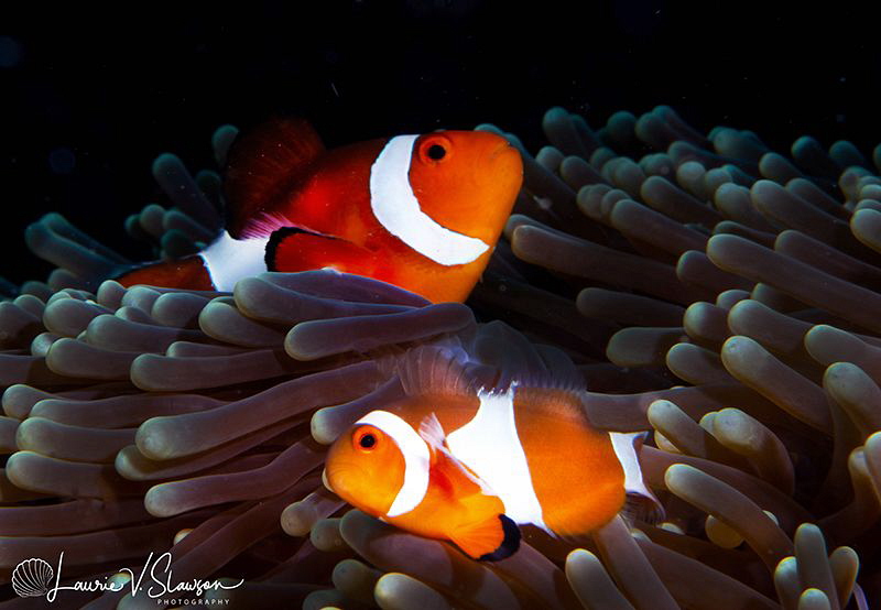 False Clown Anemonefish/Photographed with a Canon 60 mm m... by Laurie Slawson 