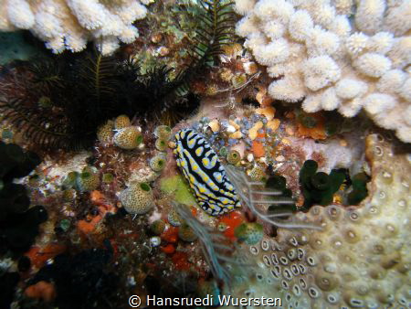 Apo Island 06-30-2019 by Hansruedi Wuersten 