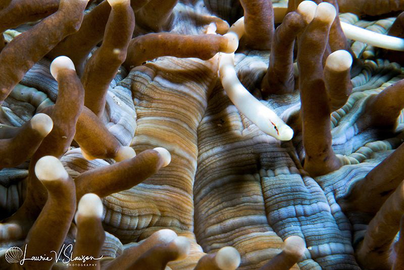 Mushroom Coral Pipefish/Photographed with a Canon 60 mm m... by Laurie Slawson 