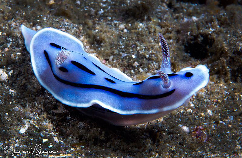Chromodoris willani/Photographed with a Canon 60 mm macro... by Laurie Slawson 