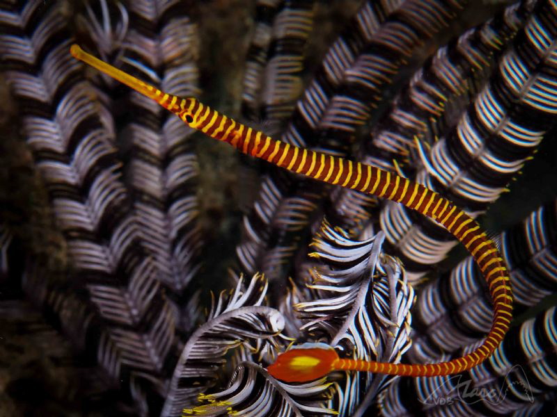 black yellow by Marc Van Den Broeck 