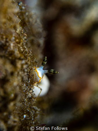 Free Solo

Nudibranch - Dermatobranchus albus

Bali, ... by Stefan Follows 