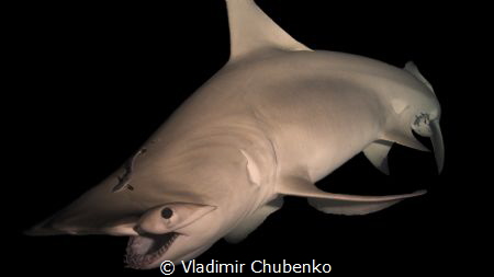 good night hammerhead by Vladimir Chubenko 