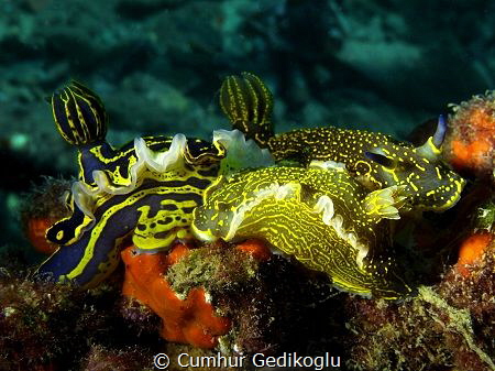Felimare picta
Trio by Cumhur Gedikoglu 