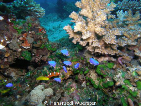 Marine Life Dauin by Hansruedi Wuersten 