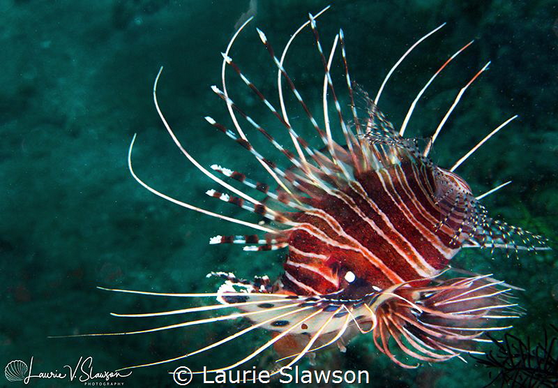 Lionfish/Photographed with a Canon 60 mm macro lens at An... by Laurie Slawson 