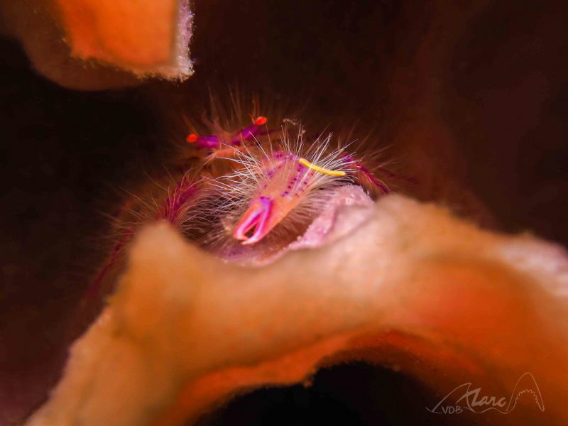 redcrab by Marc Van Den Broeck 