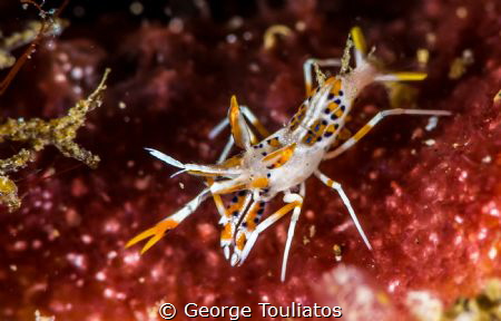 Tiger Shrimp by George Touliatos 