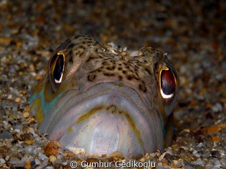 Trachinus draco by Cumhur Gedikoglu 