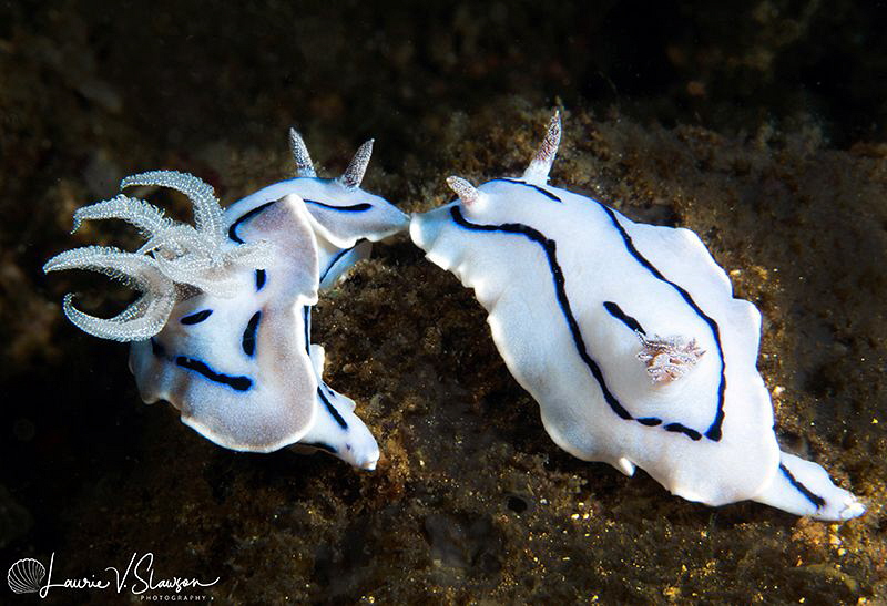 Chromodoris willani/Photographed with a Canon 60 mm macro... by Laurie Slawson 