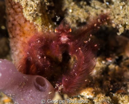 Orangutan Crab by George Touliatos 