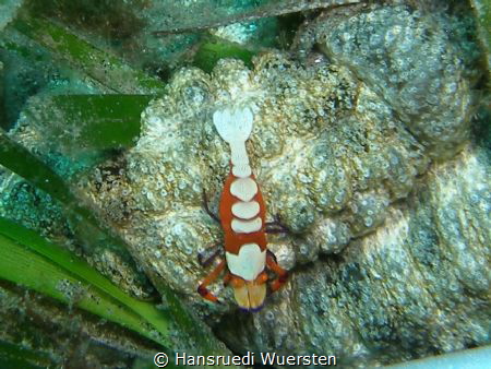 Emperor Shrimps - Zenopontonia rex by Hansruedi Wuersten 