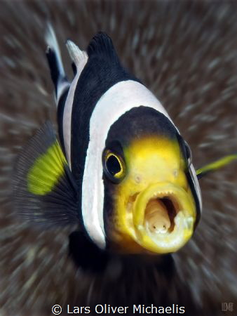 tongue-eating parasite (Cymothoa exigua) inside the mouth... by Lars Oliver Michaelis 