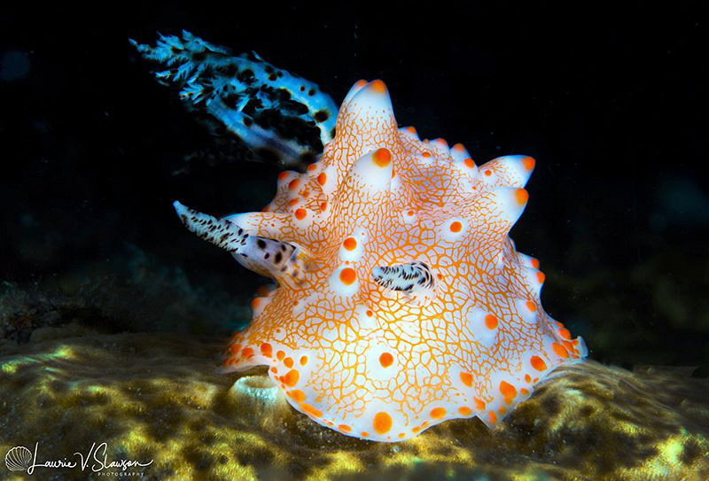 Halgerda batangas/Photographed with a Canon 60 mm macro l... by Laurie Slawson 