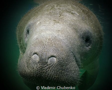 little MANATEE by Vladimir Chubenko 