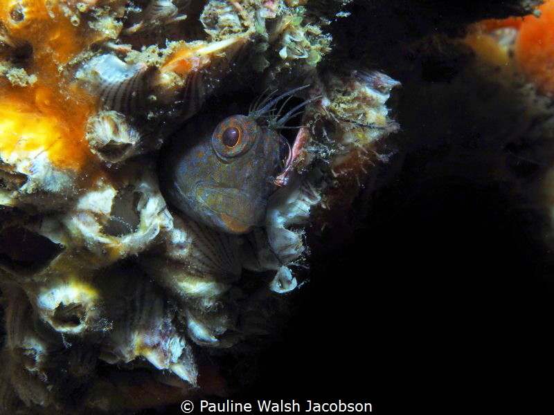Oyster Blenny in it's barnacle home, Blue Heron Bridge, F... by Pauline Walsh Jacobson 