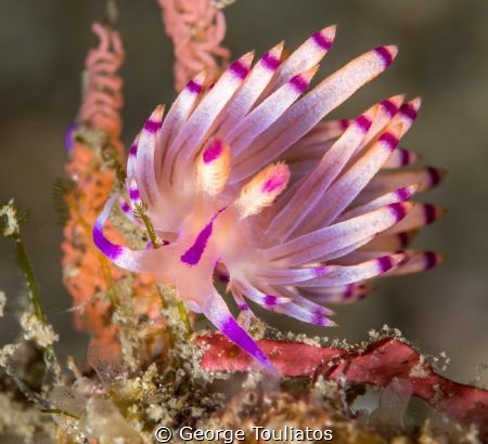 Purple Flabellina by George Touliatos 