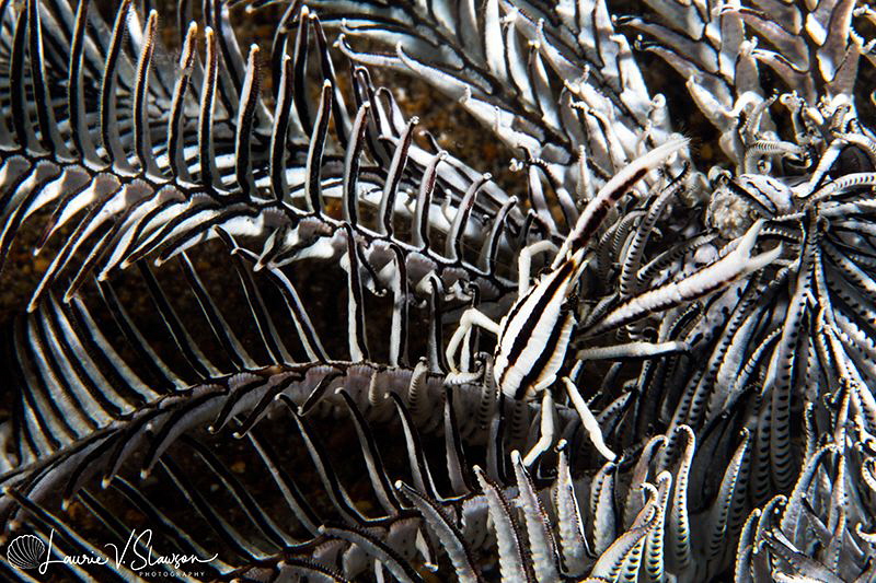 Elegant crinoid squat lobster/Photographed with a Canon 6... by Laurie Slawson 