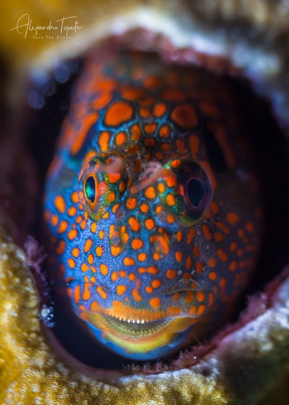 Tessellated Blenny close up, Plataforma Tiburón México by Alejandro Topete 