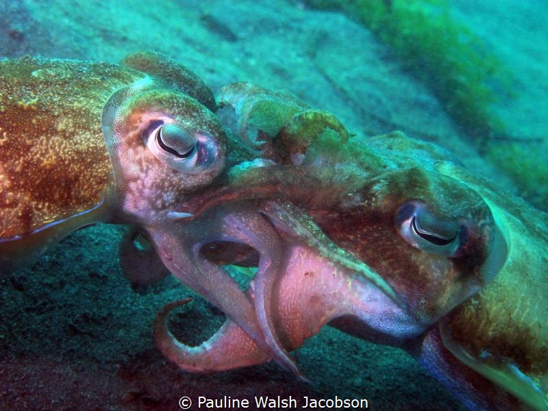 Broadclub Cuttlefish Mating, Lembeh, Indonesia by Pauline Walsh Jacobson 