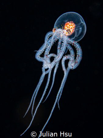 Larval Wonderpus by Julian Hsu 