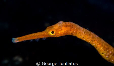 Angry looking pipefish by George Touliatos 