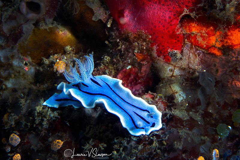 Chromodoris willani/Photographed with a Canon 60 mm macro... by Laurie Slawson 