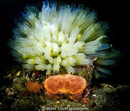 Edible crab by Rune Edvin Haldorsen 