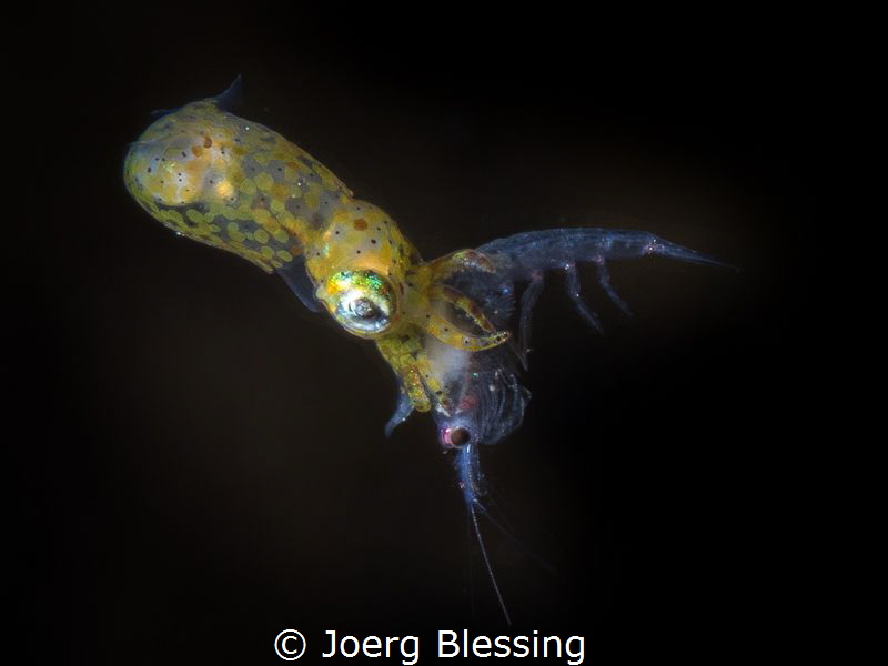 Gotchaaa: Pygmy squid and it's prey. by Joerg Blessing 