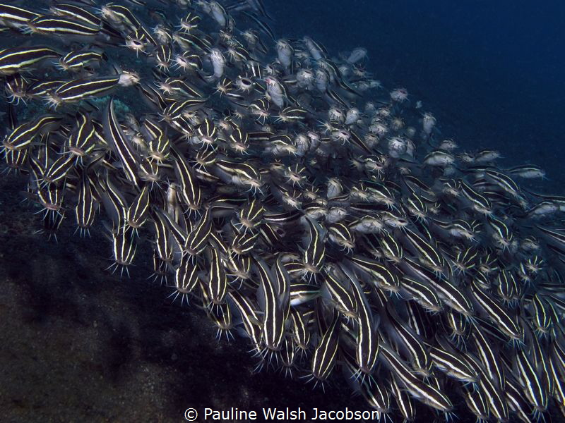 Schooling Striped Catfish, Plotosus lineatus, Tandurusa, ... by Pauline Walsh Jacobson 