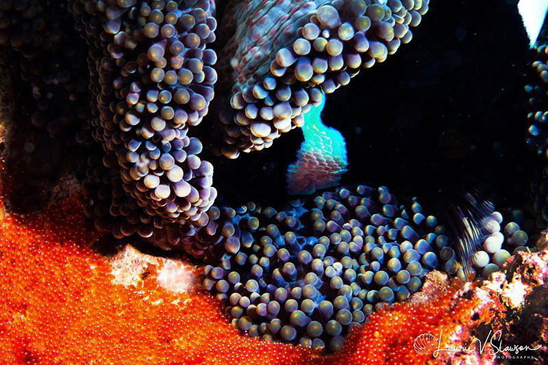 Saddleback Anemonefish Eggs in an Anemone/Photographed wi... by Laurie Slawson 