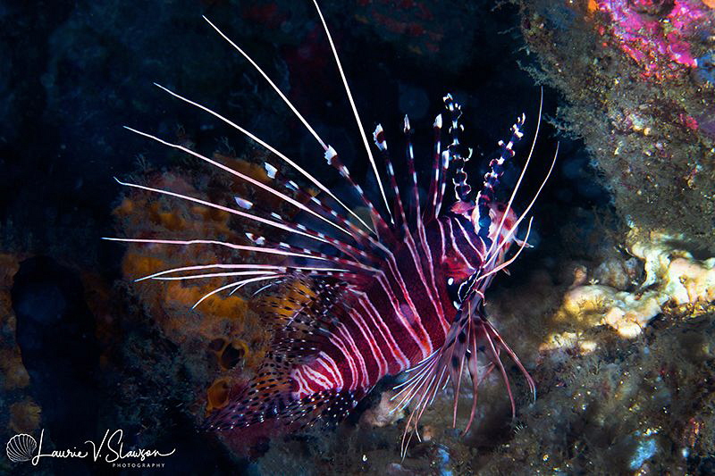 Lionfish/Photographed with a Canon 60 mm macro lens at An... by Laurie Slawson 
