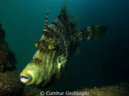 Stephanolepis diaspros by Cumhur Gedikoglu 