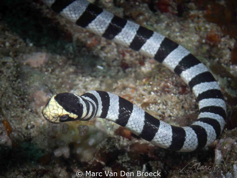 black white by Marc Van Den Broeck 